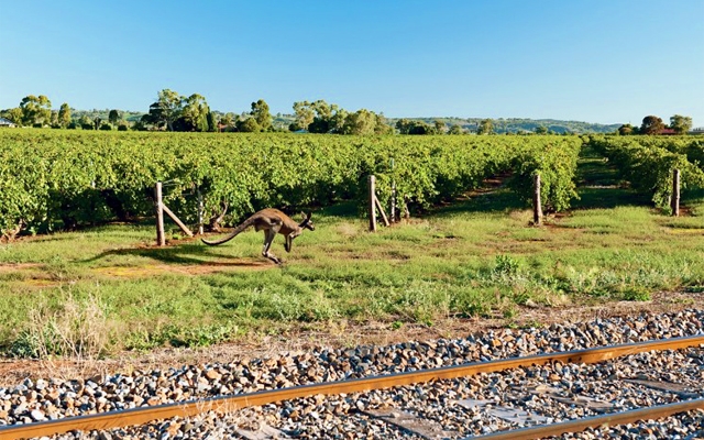 Places : Barossa Valley