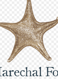 Sea Star Marechal Fochtext